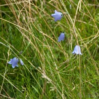 Harebell